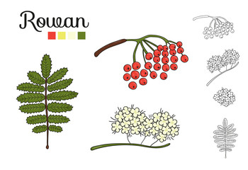 Wall Mural - Vector set of rowan tree elements isolated on white background. Botanical illustration of rowan berry, brunch, flowers. Black and white clip art