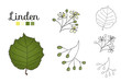 Vector set of linden tree elements isolated on white background. Botanical illustration of linden leaf, brunch, flowers, fruits, ament, cone. Black and white clip art.