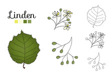 Vector Set Of Linden Tree Elements Isolated On White Background. Botanical Illustration Of Linden Leaf, Brunch, Flowers, Fruits, Ament, Cone. Black And White Clip Art.