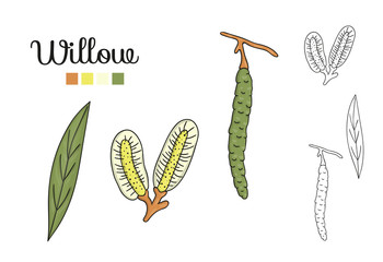 Wall Mural - Vector set of willow tree elements isolated on white background. Botanical illustration of willow leaf, brunch, flowers, fruits, ament. Black and white clip art.