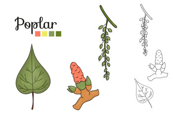 Wall Mural - Vector set of poplar tree elements isolated on white background. Botanical illustration of poplar leaf, brunch, flowers, fruits, ament. Black and white clip art
