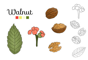 Wall Mural - Vector set of walnut tree elements isolated on white background. Botanical illustration of walnut leaf, brunch, flowers, nuts. Black and white clip art.