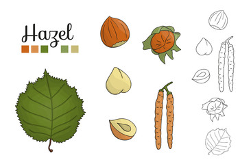 Wall Mural - Vector set of hazel tree elements isolated on white background. Botanical illustration of hazel  leaf, brunch, flowers, nuts. Black and white clip art.