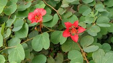 Red Bauhinia Bauhinia Galpinii Flower