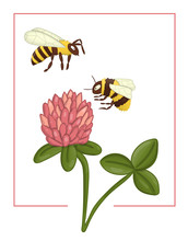 Vector Illustration Of Colored Clover With Bee And Bumblebee. Bright Colorful Picture Of Wild Flower. Good For Organic Natural Design. Watercolor Effect.