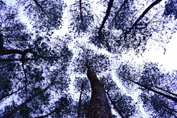 Silhouette of Tree in a white sky