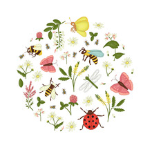 Vector Set Of Wild Flowers, Bee, Ladybug, Moth, Butterfly Framed In Circle. Cute Collection Meadow Or Field Insects, Acacia, Heather, Camomile, Buckwheat, Clover, Melilot. Watercolor Effect