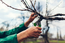 Man Pruning Tree With Clippers. Male Farmer Cuts Branches In Spring Garden With Pruning Shears Or Secateurs