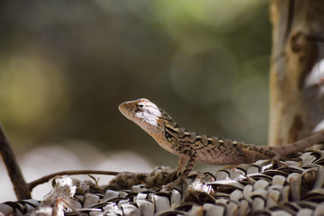 Lizard wildlife animal Close Up. Wild Outdoors Animals Photography, reptile wallpaper background bokeh photo