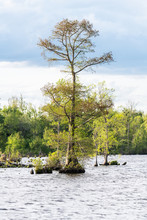 A Bald Cypress Tree In Lake Drummond In The Great Dismal Swamp Wildlife Refuge, Virginia