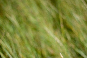 Blurred image of green grass. Grass greens, background image. Blurred wallpaper.