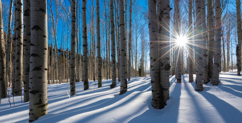 bare white aspen trunks stand in stark contrast against the bright clear blue colorado mountain wint