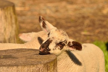 Curious Sheep