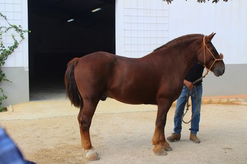 Wall Mural - Cheval dans un élevage en Andalousie