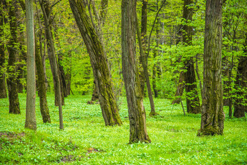  Forest trees. nature green wood in spring. Spring time