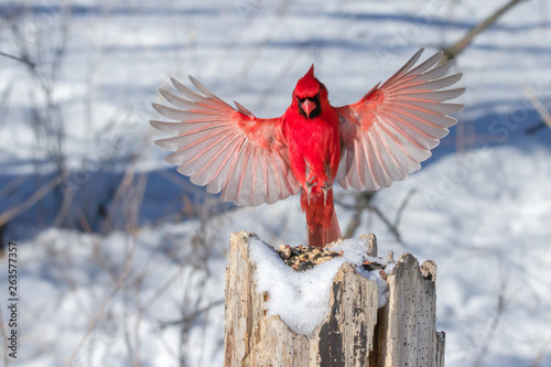 Fotomural Male Northern Cardinal in flight.