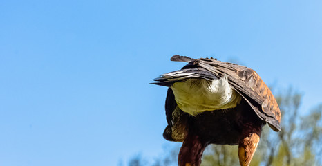 harris's hawk (parabuteo unicinctus) formerly known as the bay-winged or dusky hawk