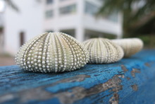 Three Colorful Dry Sea Urchin Shells 