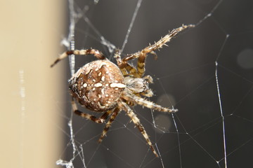 spider on web