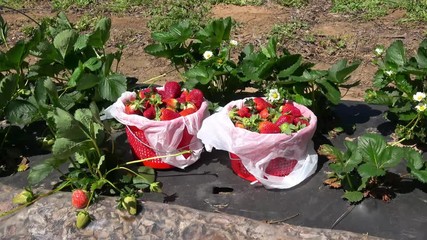 Wall Mural - View of full baskets with fresh picked strawberries .