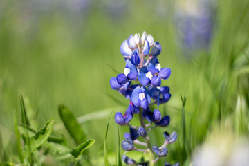 Beautiful Blue Bonnet