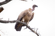 African vulture on top of a branch