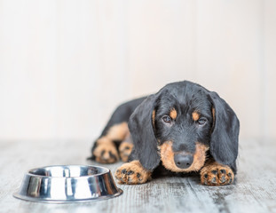 Leinwandbilder - Hungry puppy with empty bowl at home. Empty space for text