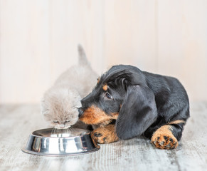 Dachshund puppy and kitten eat together from one bowl at home