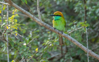 Wall Mural - Green Bee-eater (Merops orientalis), Yala National Park, Sri Lanka	