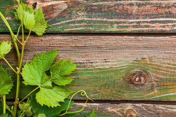 Grape leaves on a old wood background