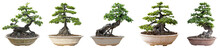Bonsai Trees Isolated On White Background. Its Shrub Is Grown In A Pot Or Ornamental Tree In The Garden.