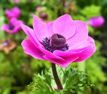 Showy And Bright Purple Anemone Coronaria Flower On Colorful Background.