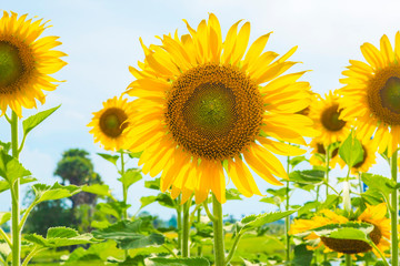 Sunflowers blooming  on blue sky background ,fresh & daylight summer concept.