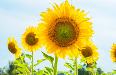 Wall Mural - Sunflowers blooming  on blue sky background ,fresh & daylight summer concept.