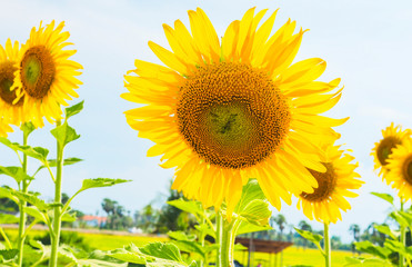 Wall Mural - Sunflowers blooming  on blue sky background ,fresh & daylight summer concept.