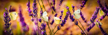 White Butterfly On Lavender Flowers Macro Photo