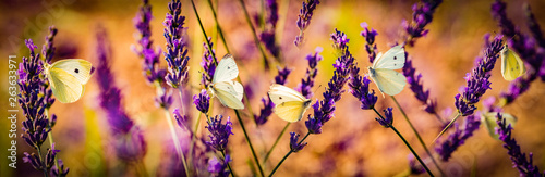 white butterfly on lavender flowers macro photo