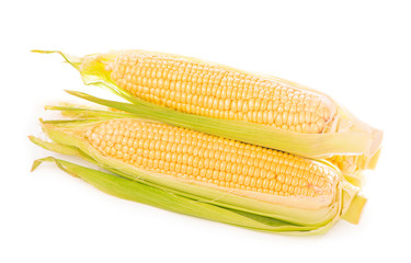 Wall Mural - fresh raw corn cob isolated on white background