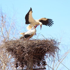 Wall Mural - The female stork meets arriving males in the nest on blue sky background