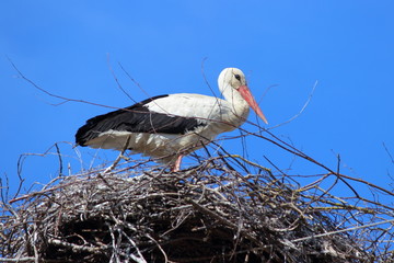 Ecology, environment - white stork stands in a nest against the blue sky, close up side view