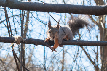 A small squirrel feeding on the tree