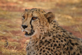 Fototapeta Sawanna - Cheetah - Acinonyx jubatus, beautiful carnivores from African bushes and savannas, Namibia.