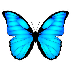 Blue Butterfly. Vector illustration of exotic butterfly isolated on white background. Morpho menelaus