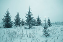 Christmas Landscape With Young Fir Trees And Snow In A Field