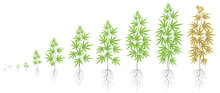 The Growth Cycle Of Hemp Plant. Marijuana Phases Set. Cannabis Sativa Ripening Period. The Life Stages. Weed Growing. Isolated Vector Illustration On White Background.