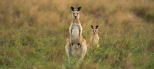 Kangaroos In The Countryside