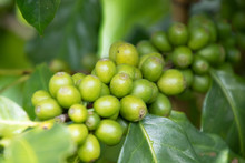 Coffee Bean In Coffee Tree Plantation.Fresh Green Berry Of Coffee In Organic Farm. ( Selective Focus )