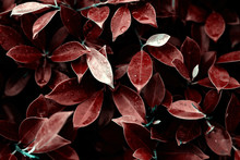 Red Wet Leaves