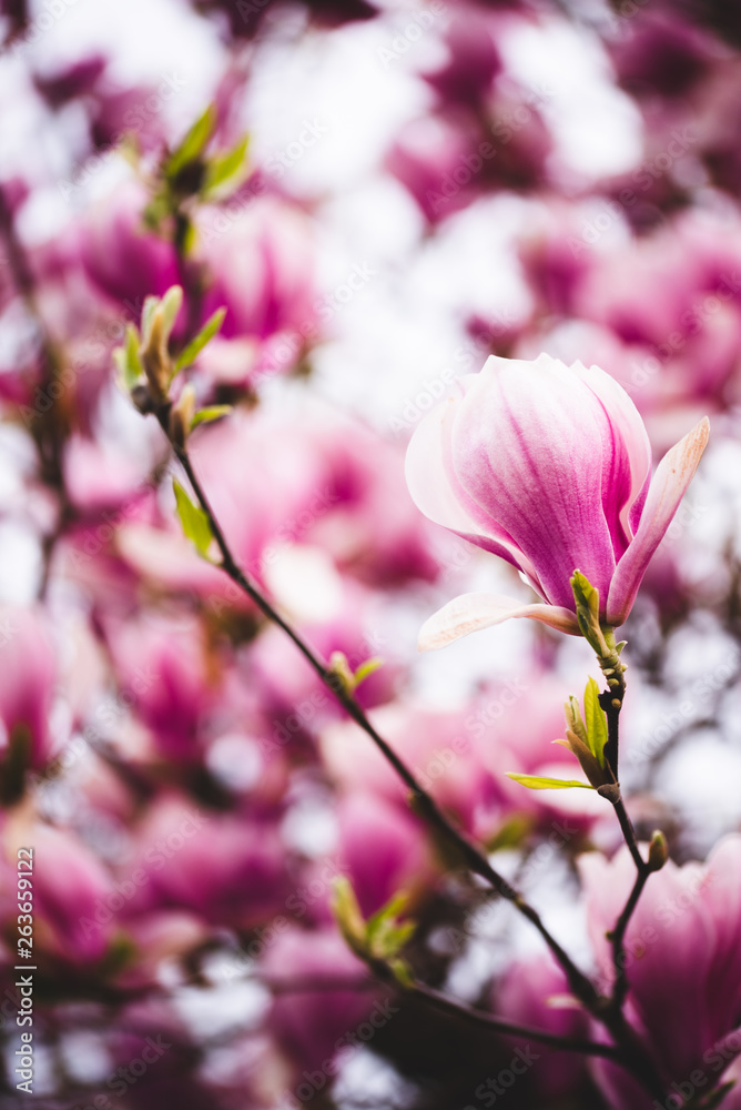 Pink flowers magnolia on a tree branches - obrazy, fototapety, plakaty 
