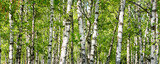 Grüner Wald mit Birken als Panorama Hintergrund